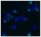 Selectin L antibody, M00652, Boster Biological Technology, Immunocytochemistry image 