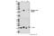 Jun Proto-Oncogene, AP-1 Transcription Factor Subunit antibody, 2361T, Cell Signaling Technology, Western Blot image 