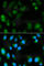 Uncoupling Protein 3 antibody, A1532, ABclonal Technology, Immunofluorescence image 