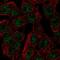 Sodium/myo-inositol cotransporter 2 antibody, NBP1-82862, Novus Biologicals, Immunofluorescence image 