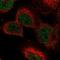 Jhdm2a antibody, HPA055543, Atlas Antibodies, Immunofluorescence image 