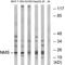 Neuromedin S antibody, A15072, Boster Biological Technology, Western Blot image 