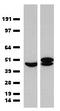 Hsc70-interacting protein antibody, TA591002, Origene, Western Blot image 