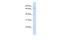 Zinc Finger Protein 442 antibody, PA5-70382, Invitrogen Antibodies, Western Blot image 