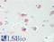 RNA Binding Fox-1 Homolog 3 antibody, LS-C180802, Lifespan Biosciences, Immunohistochemistry paraffin image 