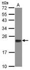 Mitochondrial Ribosomal Protein L11 antibody, PA5-31267, Invitrogen Antibodies, Western Blot image 