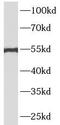 ATF4 antibody, FNab00662, FineTest, Western Blot image 