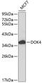 Docking Protein 4 antibody, 13-088, ProSci, Western Blot image 