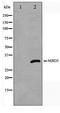 Methyl-CpG Binding Domain Protein 3 antibody, TA347553, Origene, Western Blot image 