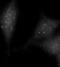 UV Radiation Resistance Associated antibody, abx030357, Abbexa, Immunohistochemistry frozen image 