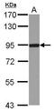 Deltex E3 Ubiquitin Ligase 3L antibody, GTX116369, GeneTex, Western Blot image 