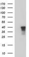 Apolipoprotein A5 antibody, TA507094, Origene, Western Blot image 