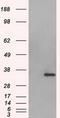 Aurora Kinase C antibody, TA500602, Origene, Western Blot image 