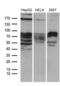 ZFP37 Zinc Finger Protein antibody, LS-C795332, Lifespan Biosciences, Western Blot image 