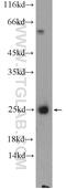 Calneuron 1 antibody, 11477-1-AP, Proteintech Group, Western Blot image 