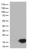 Stefin-B antibody, TA813048, Origene, Western Blot image 