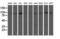 Anaphase Promoting Complex Subunit 2 antibody, LS-C340596, Lifespan Biosciences, Western Blot image 