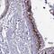 CDC Like Kinase 4 antibody, NBP2-47505, Novus Biologicals, Immunohistochemistry paraffin image 
