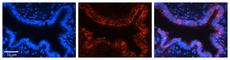 B36-VDAC antibody, NBP1-80065, Novus Biologicals, Immunofluorescence image 
