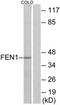 MF1 antibody, TA312130, Origene, Western Blot image 