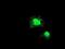 Ganglioside Induced Differentiation Associated Protein 1 Like 1 antibody, NBP2-00946, Novus Biologicals, Immunofluorescence image 