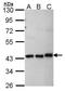 Makorin Ring Finger Protein 1 antibody, GTX106459, GeneTex, Western Blot image 