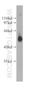 Uracil nucleotide/cysteinyl leukotriene receptor antibody, 13416-1-AP, Proteintech Group, Western Blot image 