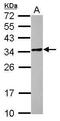 POM121 And ZP3 Fusion antibody, PA5-31968, Invitrogen Antibodies, Western Blot image 