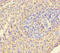 Keratin 6A antibody, A54535-100, Epigentek, Immunohistochemistry paraffin image 