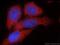 Chromosome 14 Open Reading Frame 39 antibody, 22664-1-AP, Proteintech Group, Immunofluorescence image 
