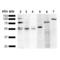 KDEL Tetrapeptide antibody, LS-C775228, Lifespan Biosciences, Western Blot image 