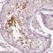 Calreticulin-3 antibody, NBP2-33390, Novus Biologicals, Immunohistochemistry frozen image 