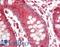 Ras Homolog Family Member B antibody, LS-B11954, Lifespan Biosciences, Immunohistochemistry frozen image 