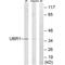 Ubiquitin Protein Ligase E3 Component N-Recognin 1 antibody, A03250, Boster Biological Technology, Western Blot image 