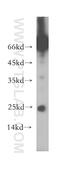 Proteasome Subunit Beta 7 antibody, 14727-1-AP, Proteintech Group, Western Blot image 