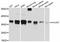 DNA-directed RNA polymerase III subunit RPC6 antibody, abx126392, Abbexa, Western Blot image 