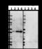 Synapse Differentiation Inducing 1 antibody, 851801, BioLegend, Western Blot image 