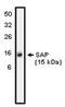 Amyloid P Component, Serum antibody, PA1-12645, Invitrogen Antibodies, Western Blot image 