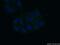 Ribosomal Protein L26 antibody, 17619-1-AP, Proteintech Group, Immunofluorescence image 
