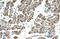 Activin A Receptor Type 1 antibody, 30-043, ProSci, Immunohistochemistry frozen image 