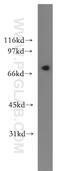 Ligand Of Numb-Protein X 1 antibody, 13124-1-AP, Proteintech Group, Western Blot image 