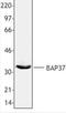BAP antibody, LS-B1889, Lifespan Biosciences, Western Blot image 