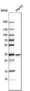 Mitochondrial Genome Maintenance Exonuclease 1 antibody, HPA040913, Atlas Antibodies, Western Blot image 