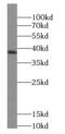 Wnt Family Member 5A antibody, FNab09520, FineTest, Western Blot image 
