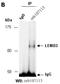LEM Domain Containing 3 antibody, orb107113, Biorbyt, Immunoprecipitation image 