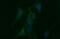 BH3 Interacting Domain Death Agonist antibody, M00730-2, Boster Biological Technology, Immunofluorescence image 
