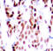 JunB Proto-Oncogene, AP-1 Transcription Factor Subunit antibody, abx000424, Abbexa, Western Blot image 