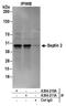 Septin-2 antibody, A304-210A, Bethyl Labs, Immunoprecipitation image 