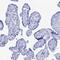 Ectonucleotide Pyrophosphatase/Phosphodiesterase 3 antibody, HPA043772, Atlas Antibodies, Immunohistochemistry frozen image 