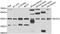 Branched Chain Amino Acid Transaminase 2 antibody, abx006944, Abbexa, Western Blot image 